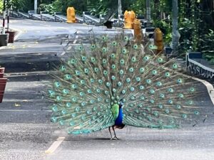 Peacock