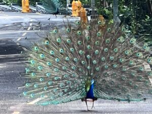 Peacock